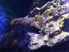 -暹罗海洋世界