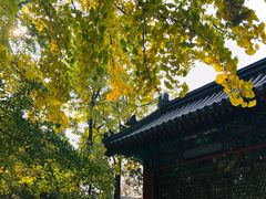 -北京国子监胡同