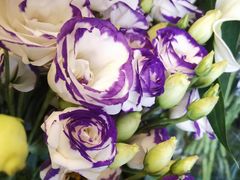 -静岸花卉园艺(三星坊店)