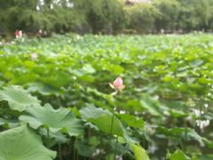 -四川大学(华西校区)