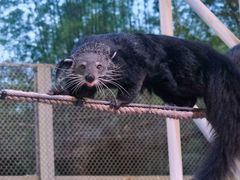 -清迈夜间动物园