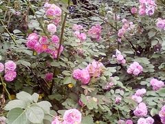 -泰州凤城河风景区-泰山公园