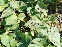 -汉长安城未央宫国家考古遗址公园