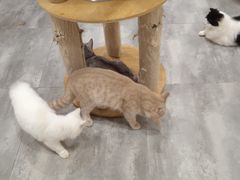 -楼上猫咖(罗湖店)