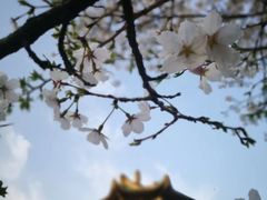 -武汉大学-樱园