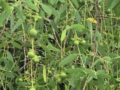 -东寨港红树林旅游区