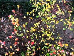 -乡党臊子面(丰庆公园店)