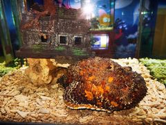 -太平洋海底世界