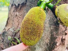 -中国科学院西双版纳热带植物园