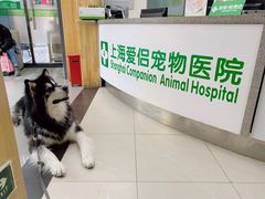 -爱侣宠医·鹦鹉专科·小型哺乳类·异宠专科(灵石路店)