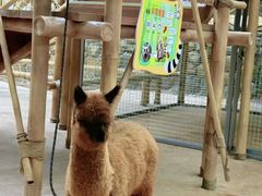 -杭州开元森泊度假乐园