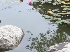 -神仙树公园