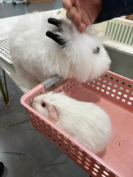 -Moni星球萌宠·小马宝莉·灵蛇·高端高阶全萌宠互动体验俱乐部(红豆国际广场店)
