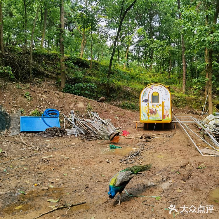 野猴出没，小心！🔥———长寿太极岛