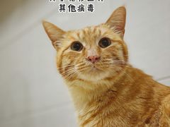 -嘉馨宠物医院·CT影像转诊·心脏科·犬猫全科诊疗中心(下沙大学城院区)