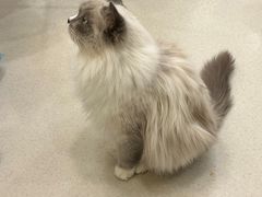 -共舞时光猫咖·狗咖(新街口店)