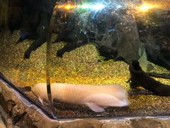 -悉尼海洋生物水族馆