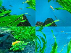 -太平洋海底世界