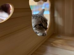 -猫咪派对(江南西店)