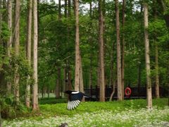 -黄海国家森林公园