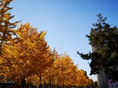 -东北大学(南湖校区)