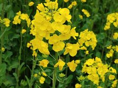 -三圣花乡旅游区