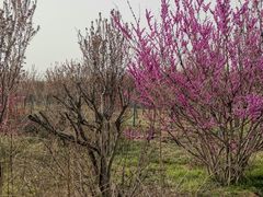 -西安浐灞国家湿地公园