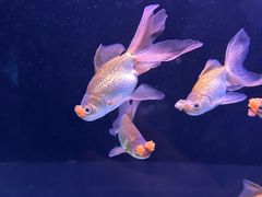 -海合安天津极地海洋公园