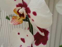 -西部兰花园生态园