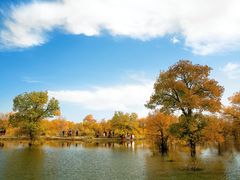 -金塔沙漠胡杨林景区