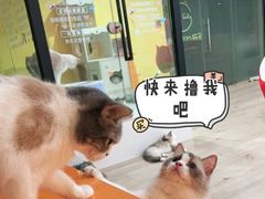 -Bastet sally猫舍购宠(静安店)