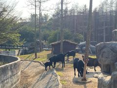 -森波拉火山温泉