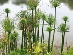 -东莞植物园