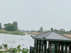 -泗洪洪泽湖湿地景区