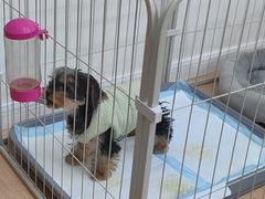 -Oh My Dog宠物沙龙(伊珊娜皮毛护理店)