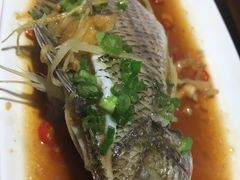 清蒸黄翅鱼-全渔村小海鲜