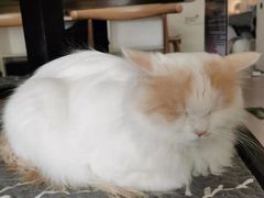 -平行世界·猫咖(首经贸店)