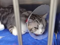 -佑安动物医院·全科·内窥镜中心(幸福巷店)