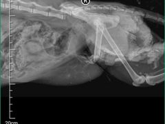 -欧奕国际动物医院