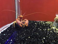 -大连圣亚海洋世界