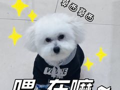 -瑞派宠物医院·中兽医专科(中央商城分院)