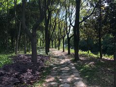 -昆山城市生态森林公园