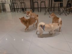 -柴源莊·柴小宠柴犬咖啡