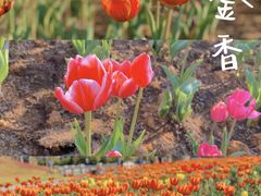 -香山湖公园