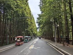 -日照海滨国家森林公园