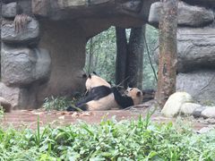 -中国大熊猫保护研究中心雅安碧峰峡基地