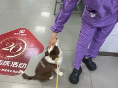 -瑞派宠物医院·24h·骨外科·皮肤科·全科宠物医疗转诊中心(沈阳浑南院)