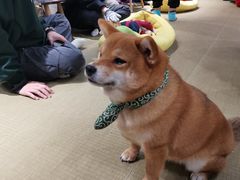 -逗柴咖啡屋·狗咖猫咖宠物桌游