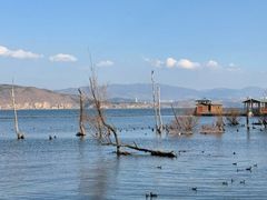 -才村湿地公园