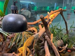 -上海大自然野生昆虫馆(东方明珠·爬宠昆虫探索中心)